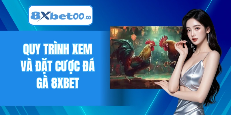 Quy trình xem và đặt cược đá gà 8XBET